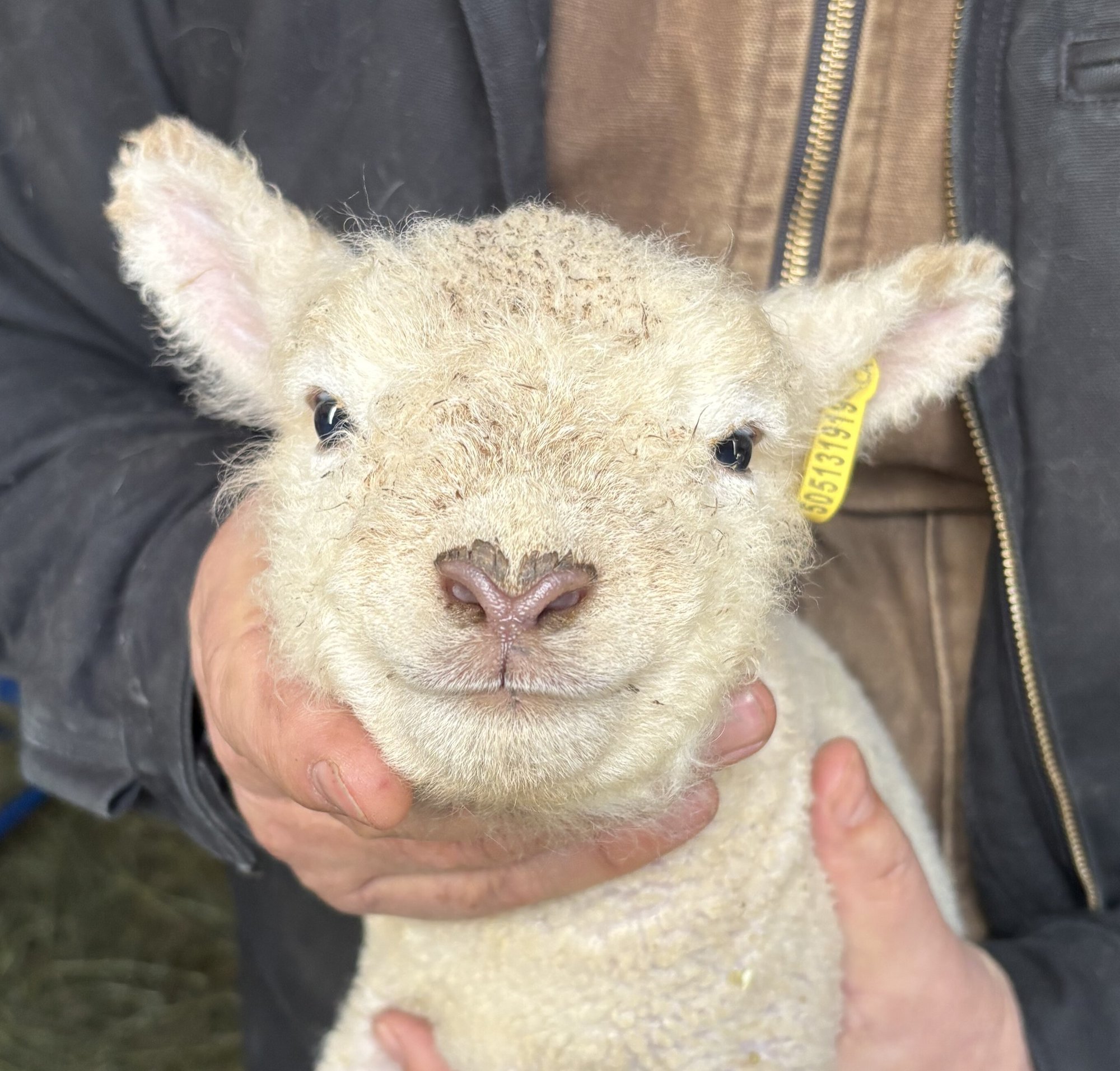 Southdown babydoll sheep ewe lamb registered Canada