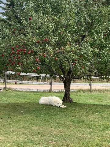 Lazy Dog Farm babydoll sheep in Nova Scotia, Canada